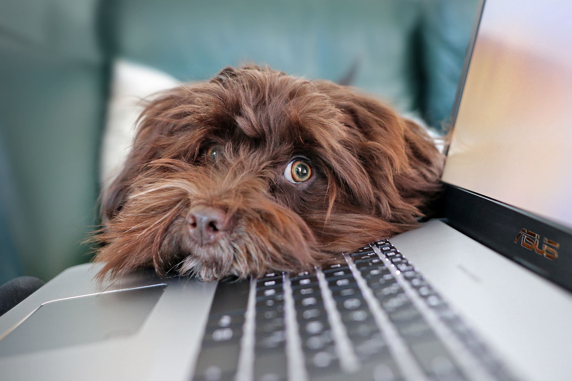 SEO for pet supplies retailers: Why it matters and 3 expert tips